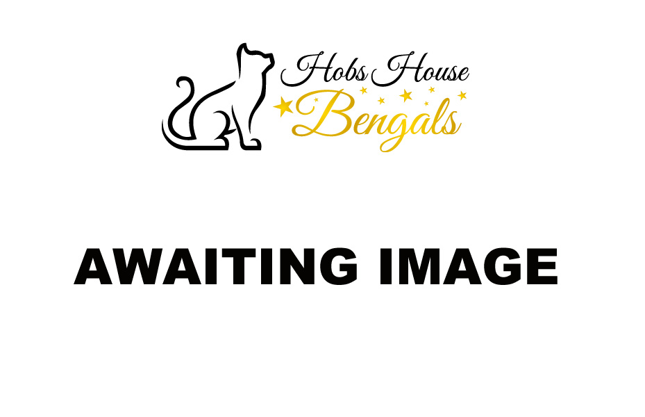 ThamesTica Show News 4-5 April 2026