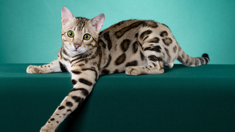 CH Dottycat Texas Hold 'Em of Hobs House