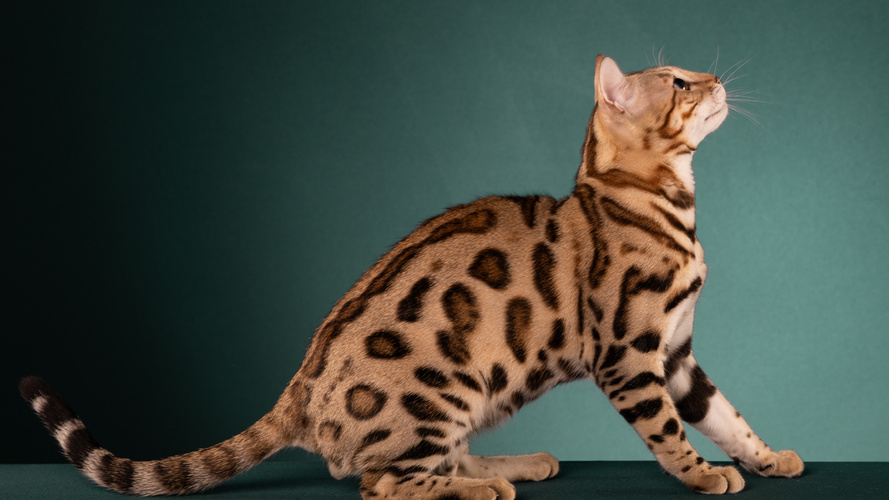 CH Dottycat Texas Hold 'Em of Hobs House