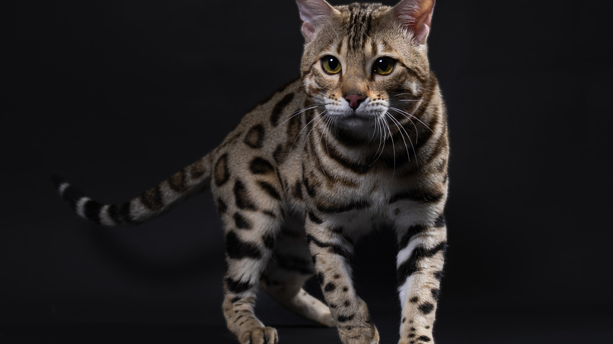 CH Dottycat Texas Hold 'Em of Hobs House