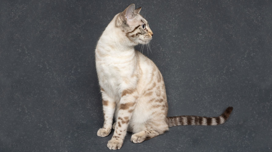 CH Hobs House Felicity Rivers