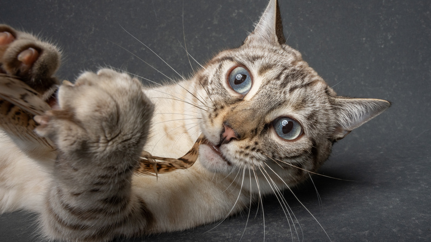 CH Hobs House Felicity Rivers