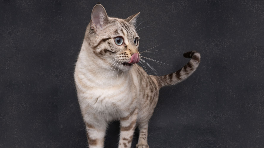 CH Hobs House Felicity Rivers