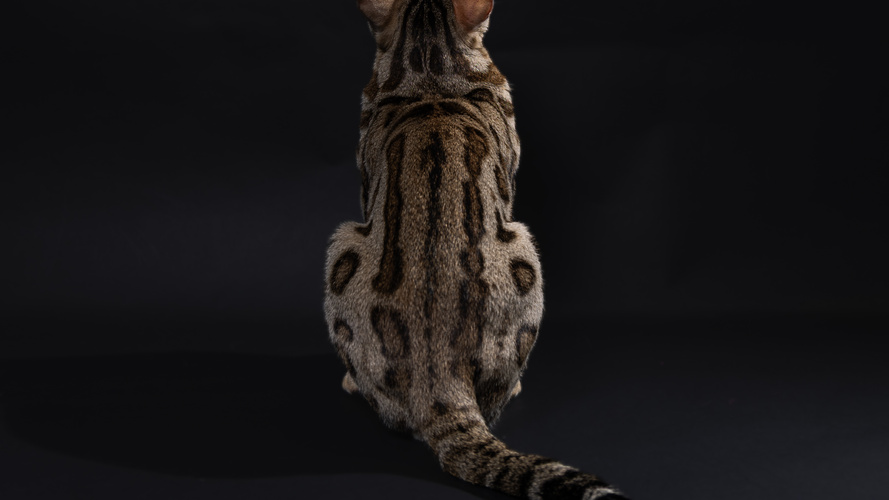 DGC Dottycat Texas Hold 'Em of Hobs House