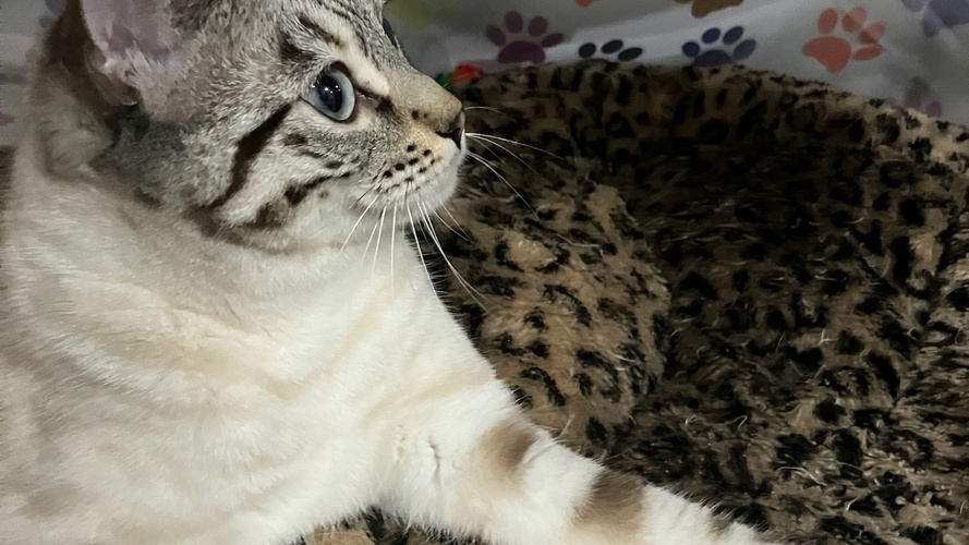 Hobs House Felicity Rivers