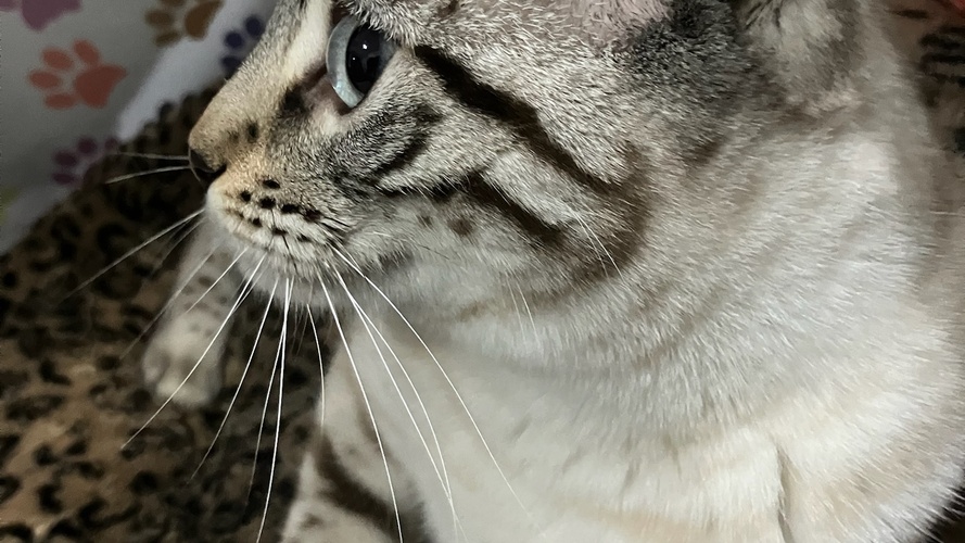 Hobs House Felicity Rivers