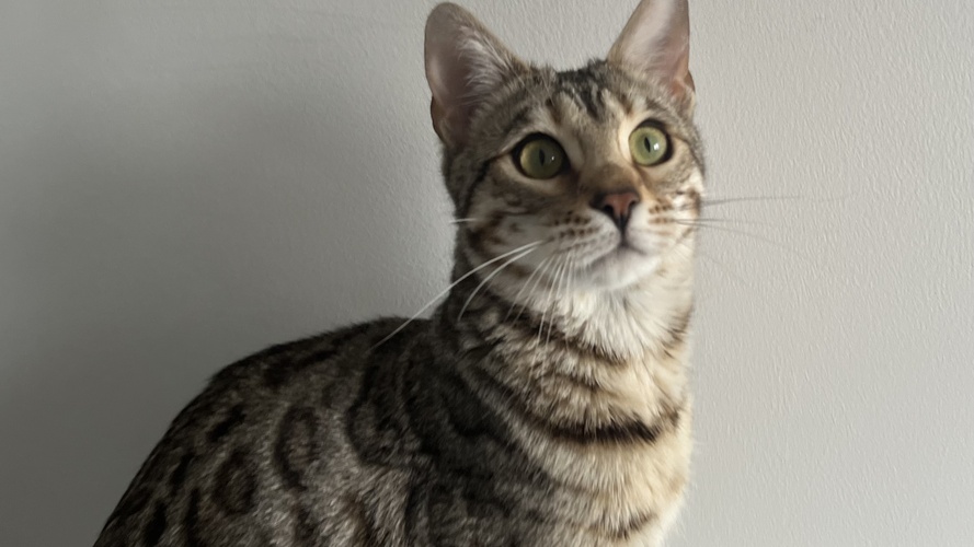 Jcjcbengals Hazelnut of Hobs House