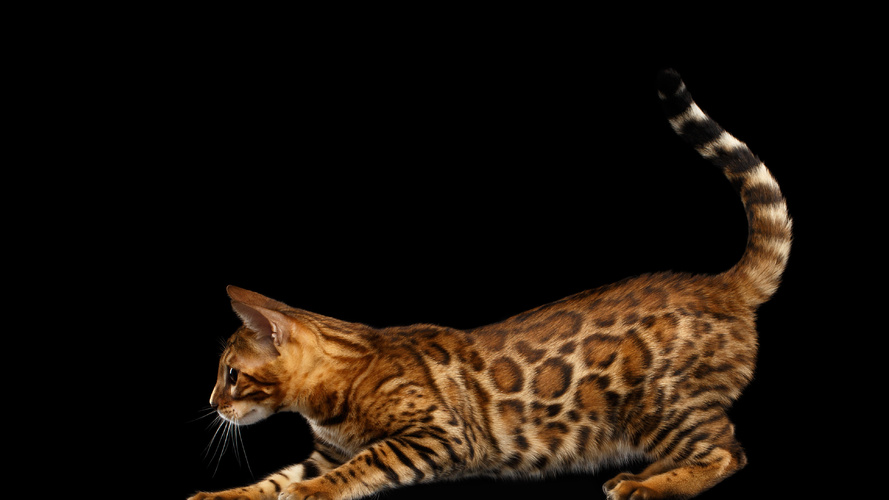 Black Brown Spotted Tabby Bengal Cat
