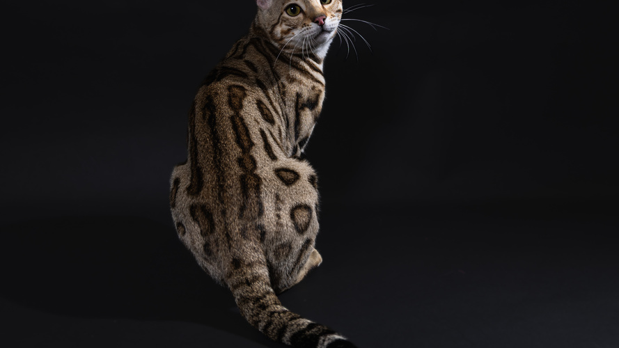 Black Brown Spotted Tabby Bengal Cat