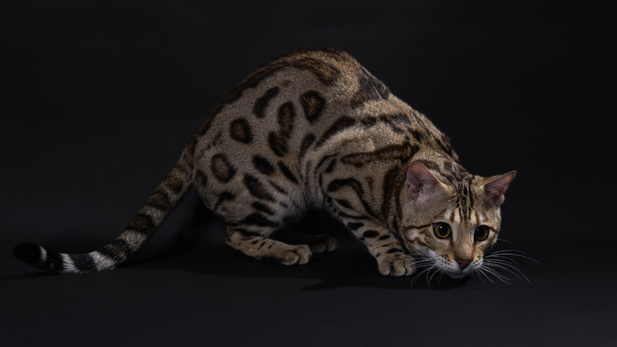 Black Brown Spotted Tabby Bengal Cat