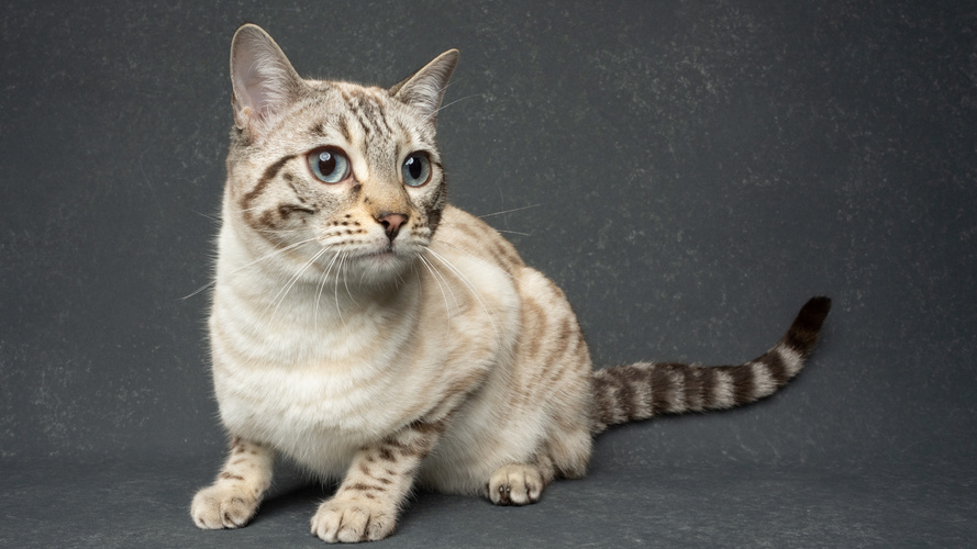 Seal Lynx Point Bengal Cat