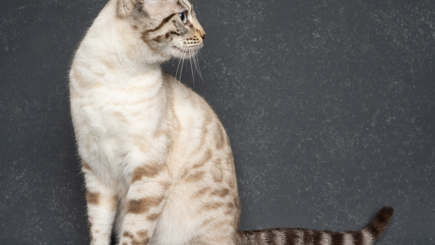 Seal Lynx Point Bengal Cat