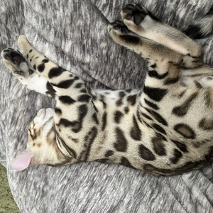 Nap time with Texas