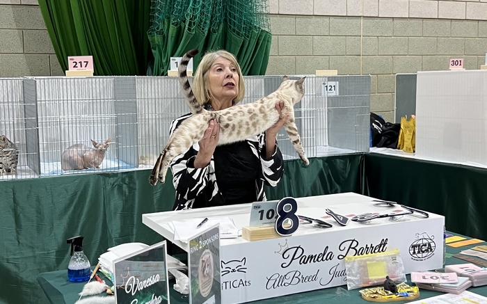 KiTicats Show February 2026