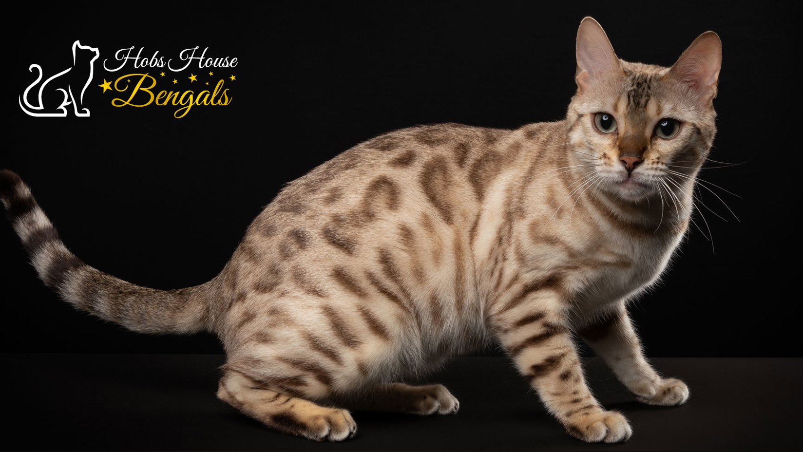 Hobs House Bengals