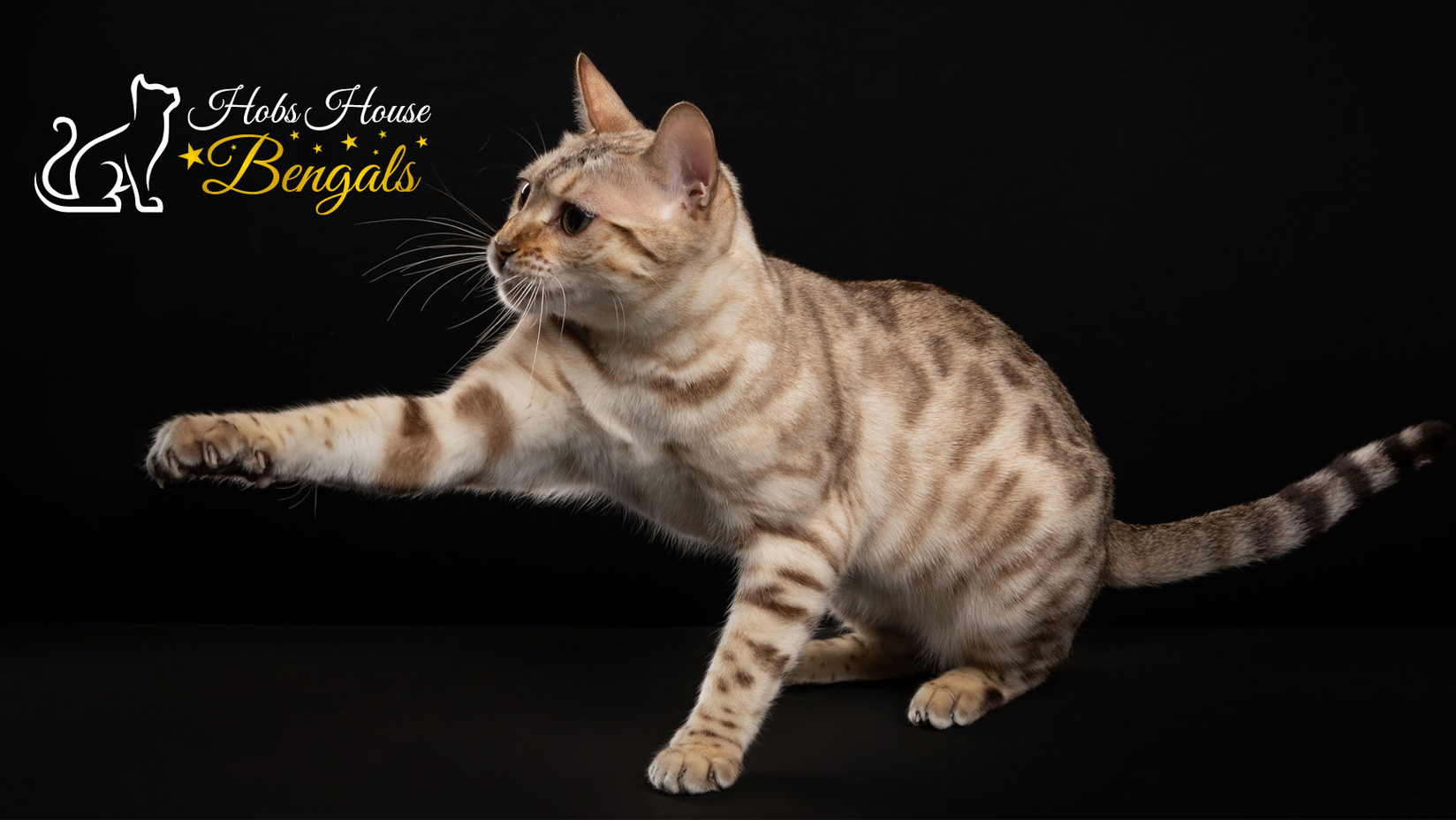 Hobs House Bengals