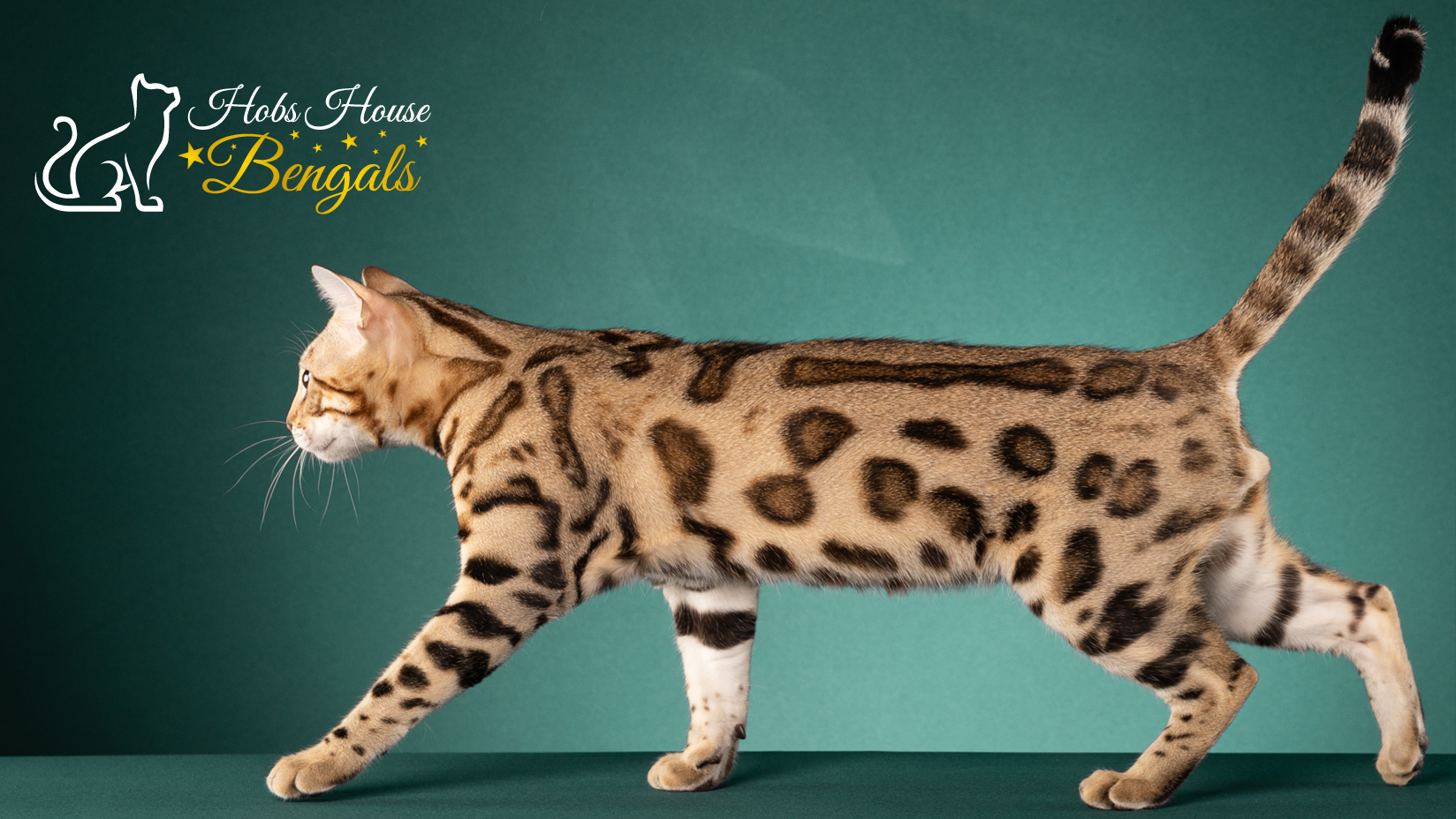 Hobs House Bengals