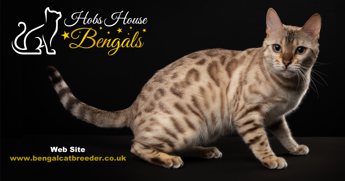 Bengal Kittens Available From Hobs House Bengals Coventry West Midlands